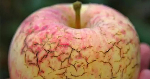 作物缺钙不要慌，草莓软件视频生物来帮忙
