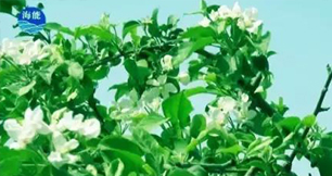 烟台草莓软件视频生物带你走进文登----朴实的大叔给你讲述华丽的效果